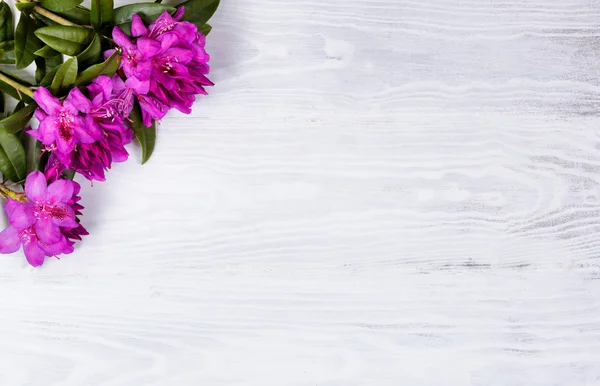 Flores de rododendro silvestres estacionales sobre fondo de madera blanca —  Fotos de Stock