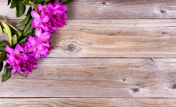 Seizoensgebonden wilde rhododendron bloemen op rustieke houten planken — Stockfoto