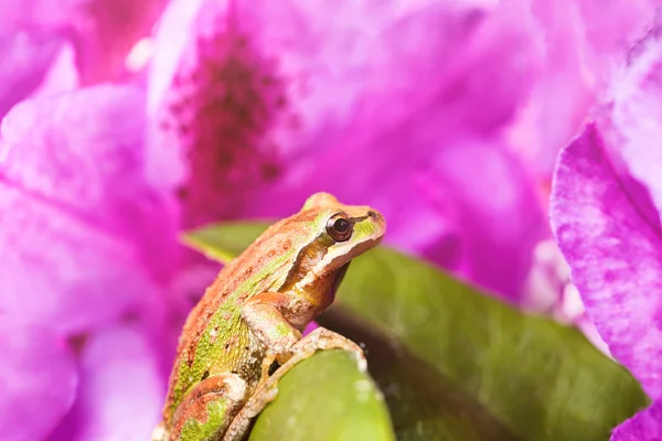 Spring peeper frog inside of wild flowers during bright daylight — Stock Photo, Image