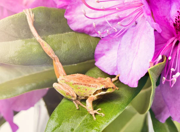 Little frog stretching leg while inside of wild flowers during b — Stock Photo, Image