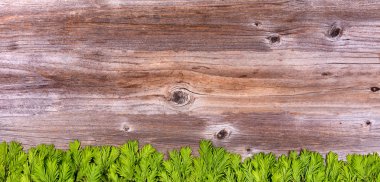 Yeni köknar ağacı dalları tatil se için rustik ahşap kurullarında