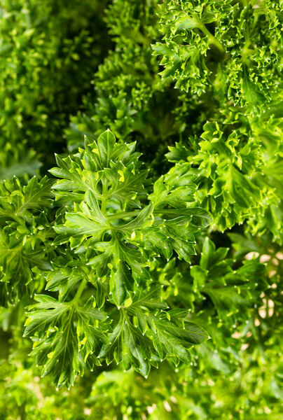Close up of fresh parsley leaf in filled frame format
