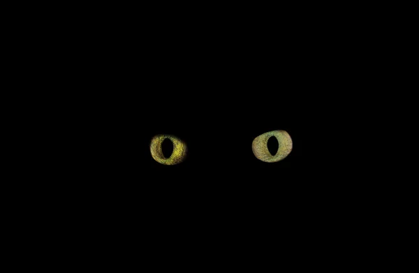 Yeux de chat isolés sur fond noir — Photo