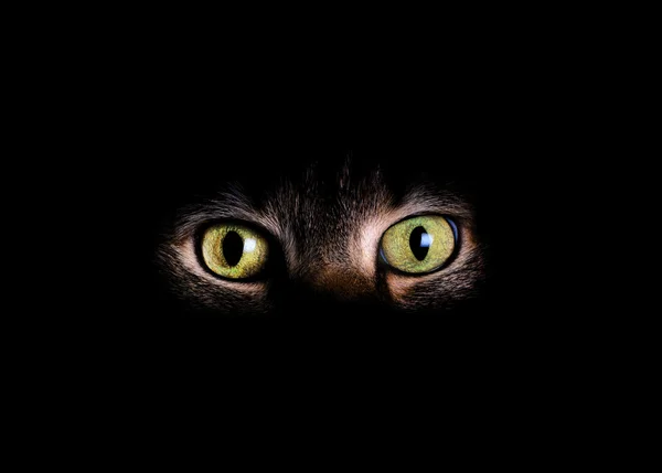 Yeux d'animaux et visage en arrière-plan sombre — Photo