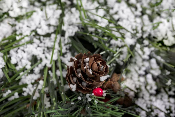 Cono Pino Innevato Festività Natalizie Primo Piano — Foto Stock