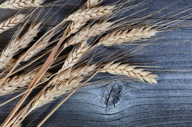 Doğal kurutulmuş buğday saplarını ya da yıpranmış tahtanın kulaklarını kapatın. 