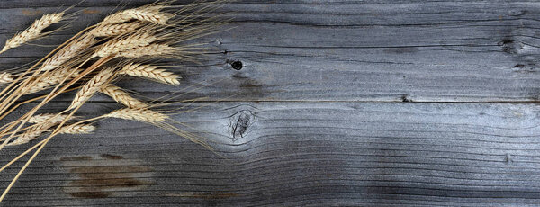 Вид сверху высохших стеблей пшеницы или колосьев на мокрых деревянных досках 