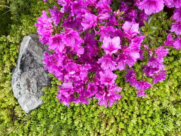 Paarse Pacific Rododendron Bloemen Met Rots Groene Planten Achtergrond — Stockfoto