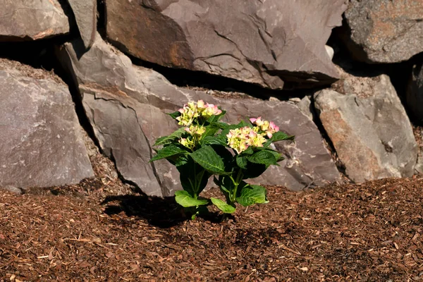 Vasta Istutettu Hortensia Pensas Kotona Kukkapenkkiin Rock Tukimuuri Taustalla — kuvapankkivalokuva