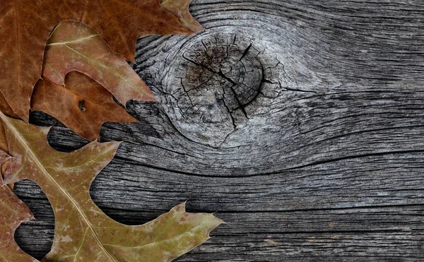 Feuilles Chêne Saisonnier Sur Fond Bois Rustique Pour Les Vacances — Photo