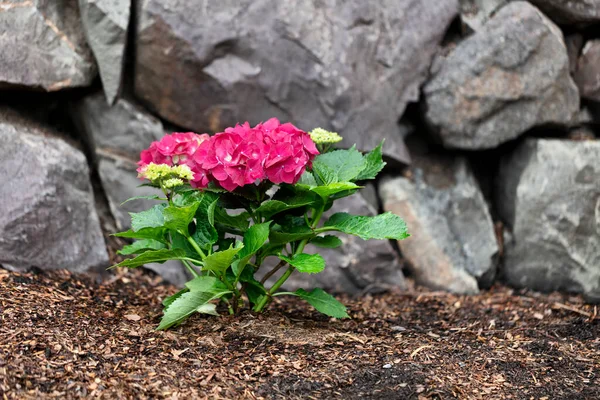 Vibrant pink flower hydrangea shrub in home flowerbed with rock retaining wall in background