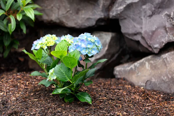 Hydrangea Shrub Flower Turning Light Blue Color Rock Retaining Wall — Stock Photo, Image