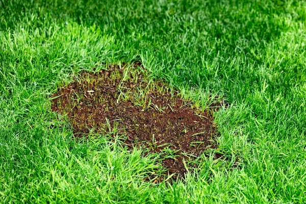 New Grass Growing Reseeding Green Lush Lawn Spring Season — Stock Photo, Image