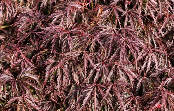 Red Japanese Maple Leaves Filled Frame Format Summer — Foto Stock