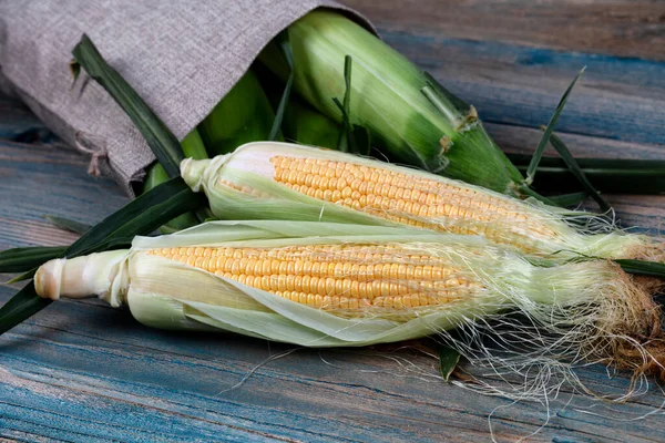 Freshly Harvested Sweet Corn Ears Spilling Out Burlap Bag Blue — Stock Photo, Image