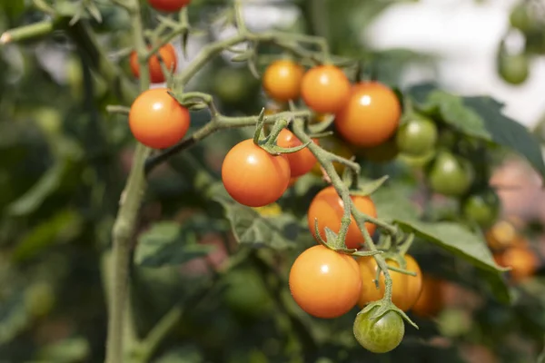 Tomates Cherry Maduros Sol Que Crecen Vid Luz Del Día —  Fotos de Stock