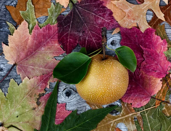 Sonbahar Mevsiminde Genel Olarak Organik Armut Meyvesi — Stok fotoğraf