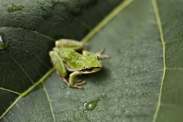 Close Frog Face Native Fig Tree Leaf — Stock Photo, Image
