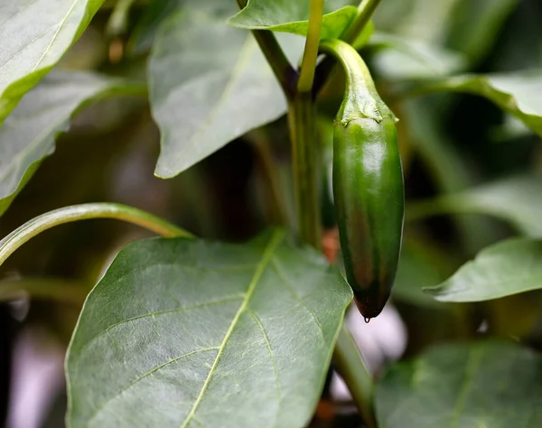 Organiczny Ogród Uprawiane Zielone Jalapeno Gorący Pieprz Wiszący Winorośli Zbliżeniu — Zdjęcie stockowe