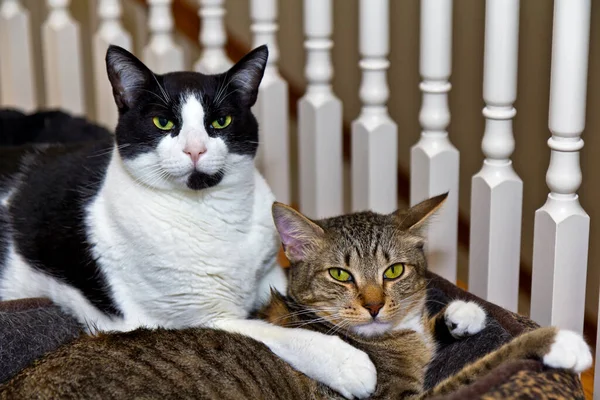 Две Кошки Отдыхают Постели Дома — стоковое фото