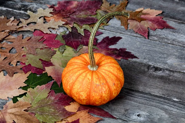 Vue Rapprochée Une Seule Vraie Citrouille Entière Feuilles Feuillage Sur — Photo