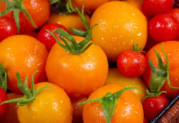 Garten frische Tomaten — Stockfoto