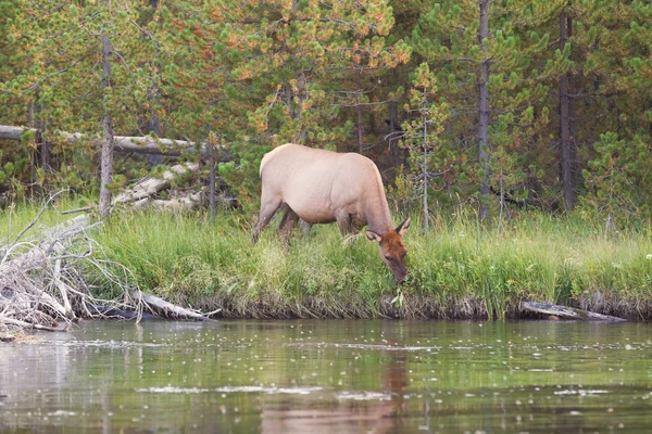 Large Elk Cow Feeding near river — Stock Photo, Image