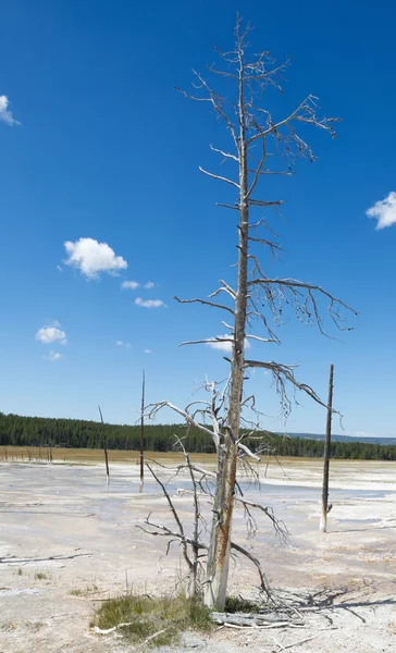 Grande árvore morta em pé em Hot Springs — Fotografia de Stock