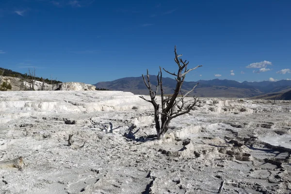 Dead Tree in Yellowstone Park Hot Springs — Stock Photo, Image