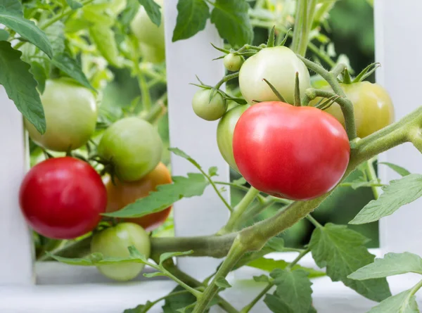 Homegrown tomaten op witte hek — Stockfoto