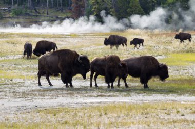 Aile Kaplıcalar içinde sarı yakınındaki kuzey Amerikan Buffalo