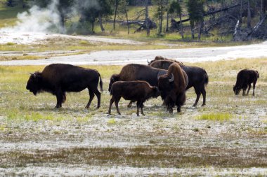  Kuzey Amerikalı kadın buffalo ve yavrusunu affecti gösterilen