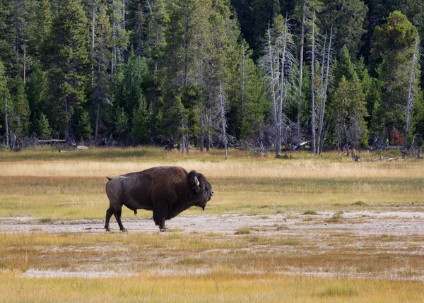 Senior North Amercian Bull Buffalo — Stock Photo, Image
