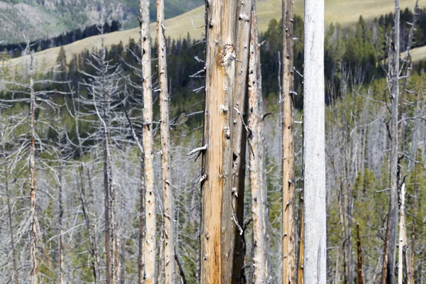 Árvores Desgastadas no Parque Nacional de Yellowstone — Fotografia de Stock