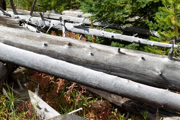 Yellowstone Milli Parkı içinde düşen ağaçlar düştü — Stok fotoğraf