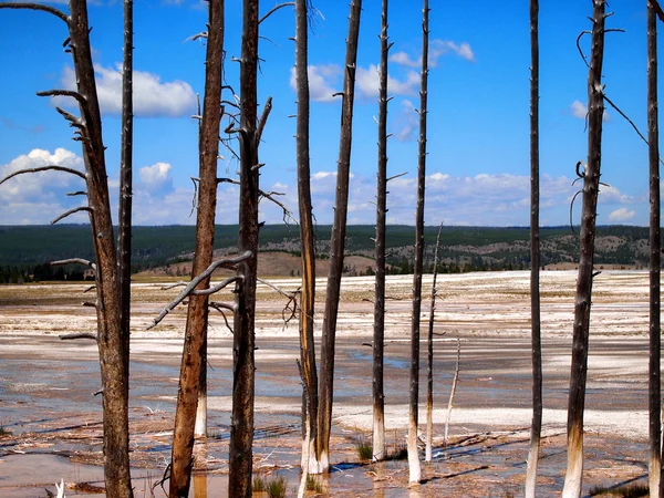 Árvores mortas em águas termais dentro de Yellowstone National P — Fotografia de Stock