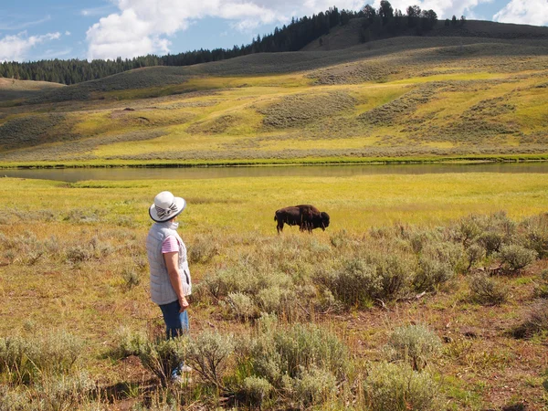 Woman watching a North American Buffalo Grazing in Field with ri — Stock Photo, Image