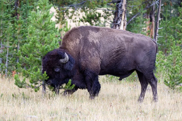 Large Buffalo rubbing head against small Pine Tree — Stock Photo, Image