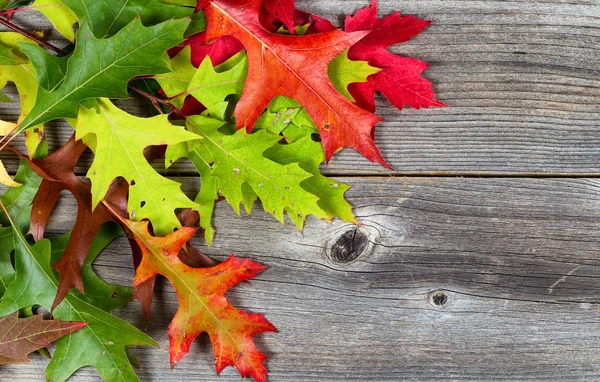 Jasny jesień liście na wiek drewna — Zdjęcie stockowe