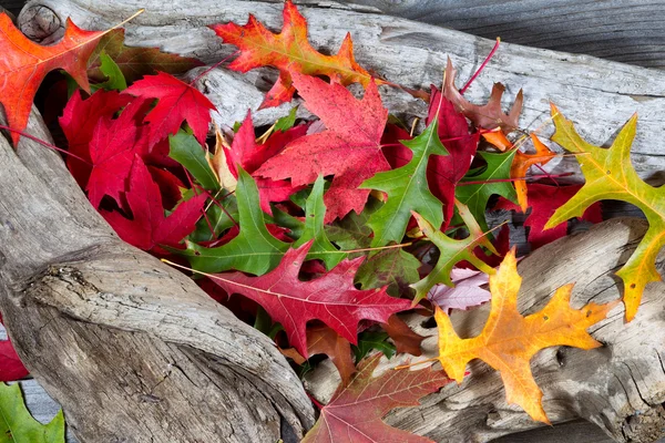 Feuilles d'automne sur bois flotté — Photo