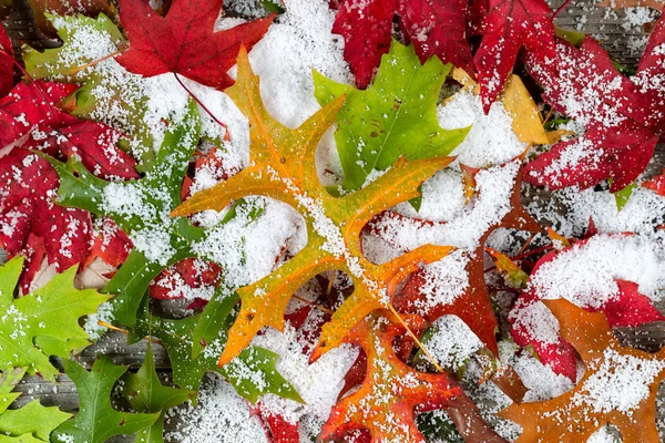 Feuilles d'automne et neige — Photo