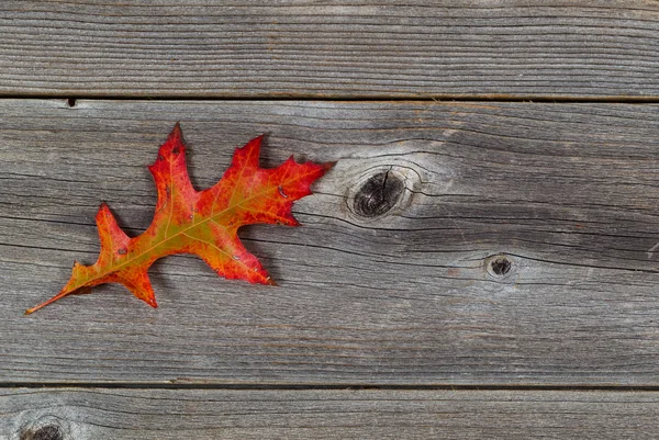 Enda hösten Oak Leaf på rustika trä — Stockfoto