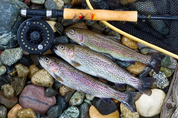 Sucesso da pesca da truta — Fotografia de Stock