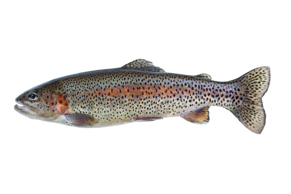 Native Rainbow Trout on White 