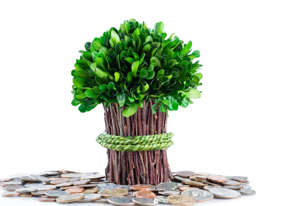 Concetto di albero dei soldi su sfondo bianco isolato — Foto Stock