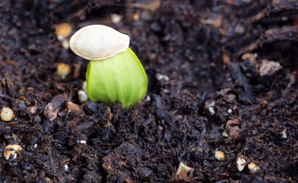 Novo broto de abobrinha crescendo com casca de semente em cima da planta — Fotografia de Stock