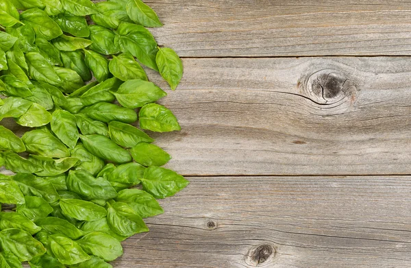 Raccolta di grandi foglie di basilico fresco su tavola boscosa invecchiata — Foto Stock