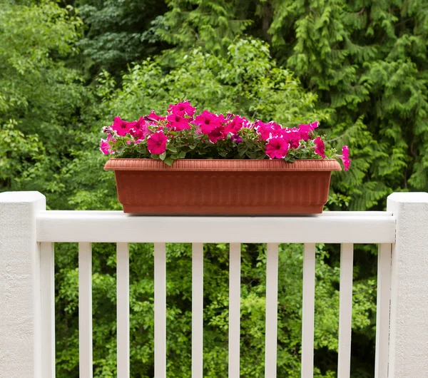 Colorful flowers in bloom on white patio railing — Stock Photo, Image