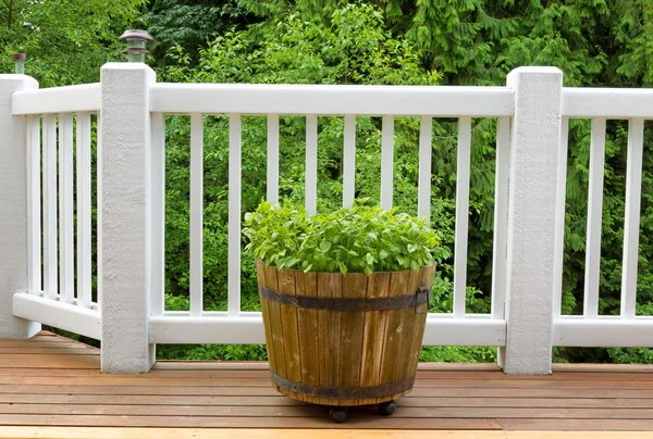 Seasonal basil plants on cedar outdoor deck — Stock Photo, Image