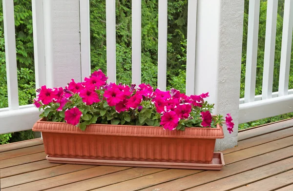 Colorful flowers in bloom on cedar wood deck with trees in backg — Stock Image Colorful flowers in bloom on cedar wood deck with trees in backg Stock Picture